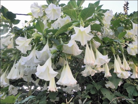 キダチチョウセンアサガオ