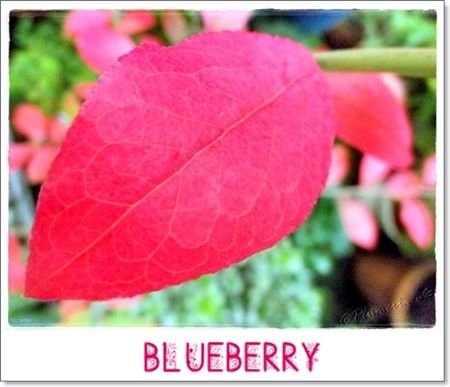 ブルーベリーuf