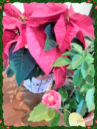 ハイビスカスとポインセチアｆ