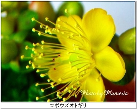コボウズオトギリHypericum androsaemum
