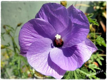 ブルーハイビスカス