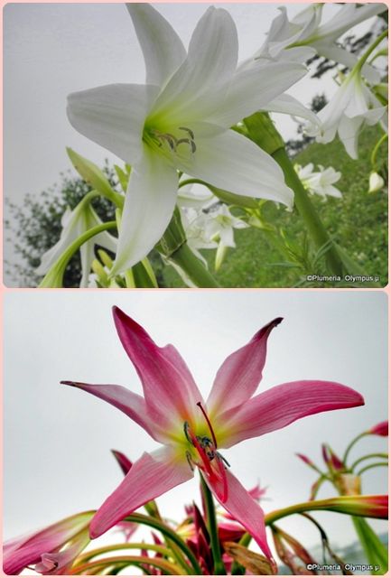 アフリカハマユウ