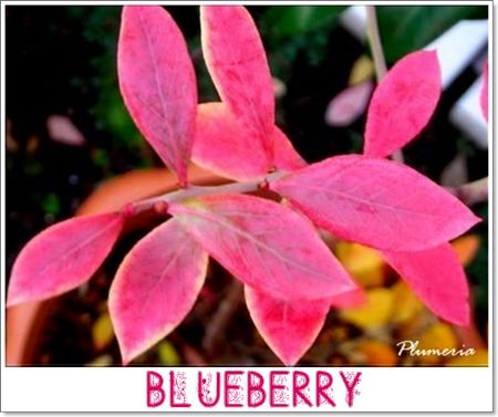 ブルーベリーBlueberry-1
