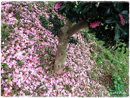 サザンカ　花びら