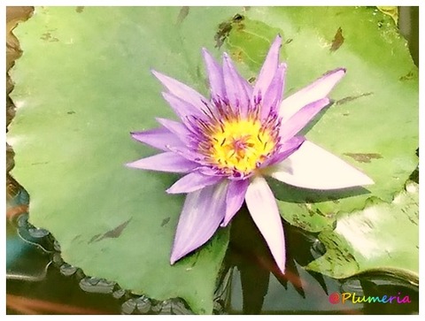 スイレン （熱帯スイレン） )