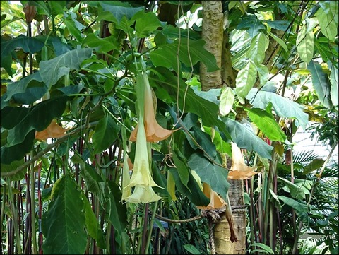 ブルグマンシア・ウェルシコロル