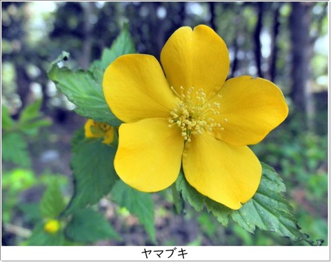 ヤマブキ Kerria japonica
