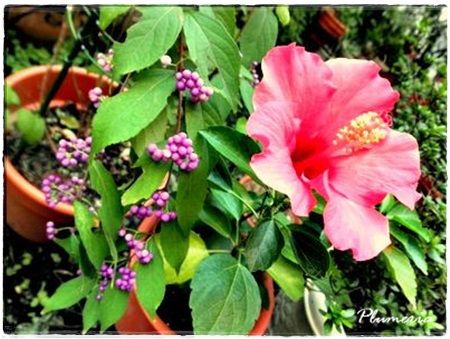 ハイビスカスとコムラサキ