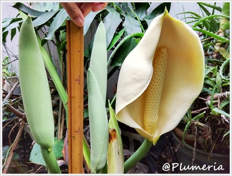 モンステラ花と蕾