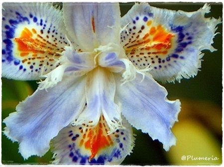 シャガ Iris japonica