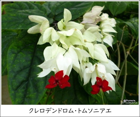 クレロデンドルム･トムソニアエ ゲンペイクサギ