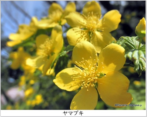 ヤマブキ Kerria japonica