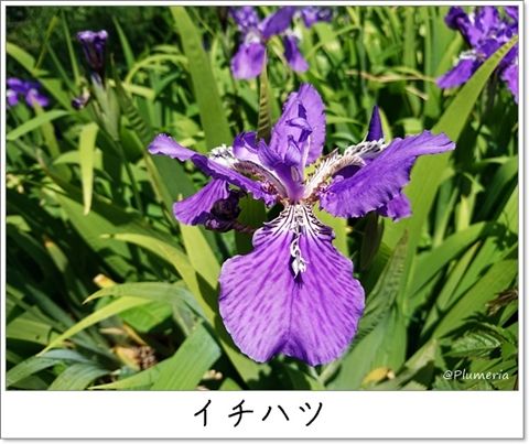 イチハツ Iris tectorum