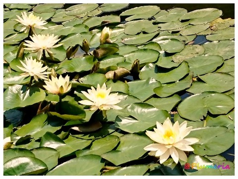 スイレン （温帯スイレン） hspace=