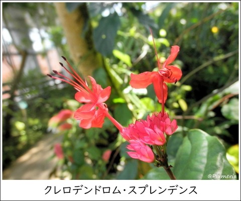 クレロデンドルム・スプレンデンス ベニバナクサギ