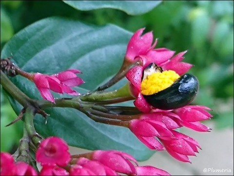 クレロデンドルム・スプレンデンス ベニバナクサギ果肉