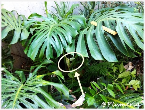 モンステラ葉と蕾