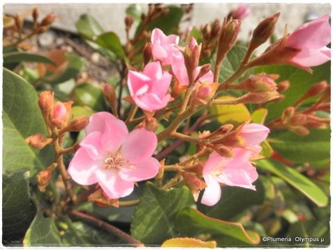 ベニバナシャリンバイ花
