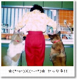 コロ＆チロ＆おねいさんのおしり