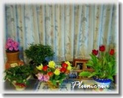 �Хƥ��å������ƥ�