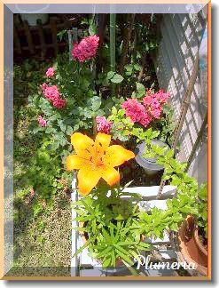 ����ǯ�ε庬�Ǥ��줤�˺餱�Ƥ��줷���Ǥ���