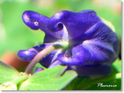 ¥»¥¤¥è¥¦¥ª¥À¥Þ¥¤Î¥·¥Ã¥Ý