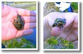 ����������ߣ�