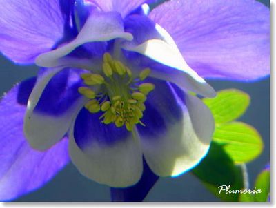 ¥»¥¤¥è¥¦¥ª¥À¥Þ¥