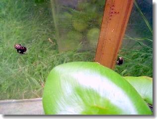 �����륭�å�1