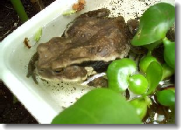 ��ʬ�Կ���