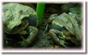 ��ʬ��ʬ�Ǥ����ʸ太���Τꤪ����