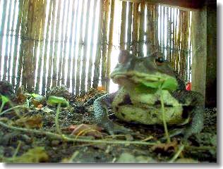 ͼ�٤Ϥ������ں��ߤ���ä��Ǥ�󤹡������ϱ��ɤ�ˤ��礦�ɤ����Ǥ�󤹡�