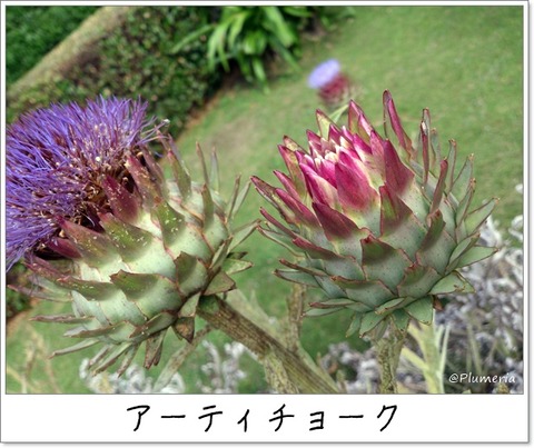 �����ƥ����硼�� (���祦���󥢥��ߡ� Artichoke (6)