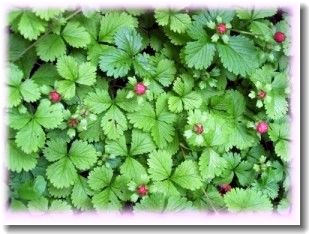 �إӥ�����