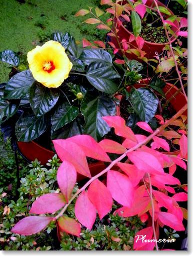 ¥Ö¥ë¡¼¥Ù¥ê¡¼¤È¥Ï¥¤¥Ó¥¹¥«¥¹