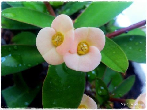 ¥Ï¥Ê¥¥ê¥ó Euphorbia milii ¥È¥¦¥À¥¤¥°¥µ²Ê-002