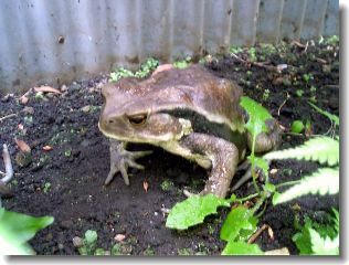 �����뤳��ʻҤ˰�Ƥ��Ф���