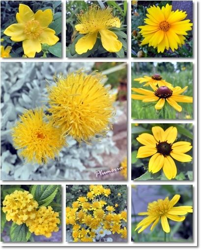 6月の黄色い花と銀の葉 ザリーとお茶を 6月の黄色い花と銀の葉 ザリーとお茶を