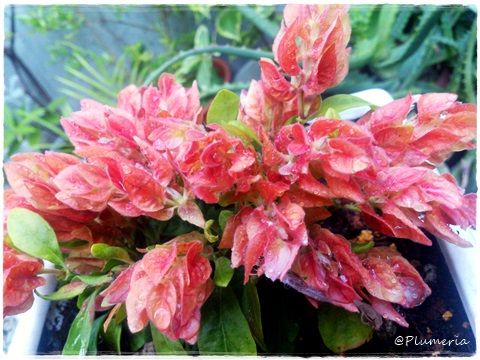 ¥¨¥Ó¡¼¥Ê¡É¥¢¥ó¥Ê¡É Tusticia brandegeana ¥¥Ä¥Í¥Î¥Þ¥´²Ê-004