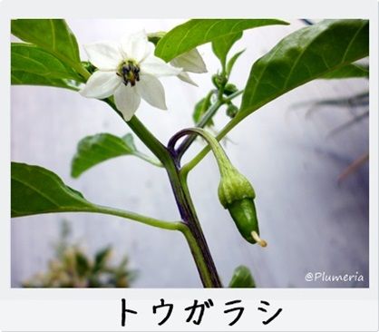 ¥È¥¦¥¬¥é¥· ¥È¥¦¥¬¥é¥·