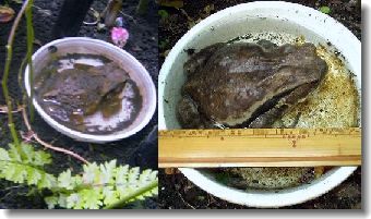 ���Υ��ޥ��ӤϾ��ä������äƤ��Ĥ��Ǥ�󤹤�