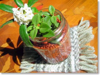 �꿥�ꥳ�����������졼