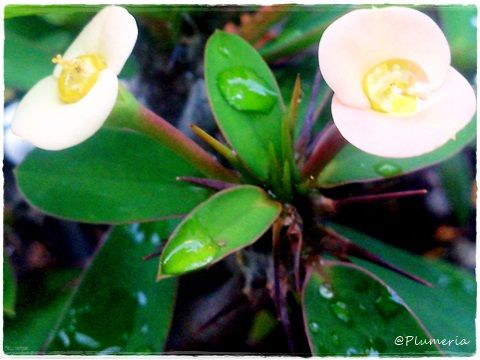 ¥Ï¥Ê¥¥ê¥ó Euphorbia milii ¥È¥¦¥À¥¤¥°¥µ²Ê-001