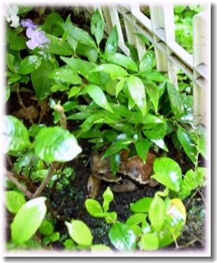 ��ʬ������