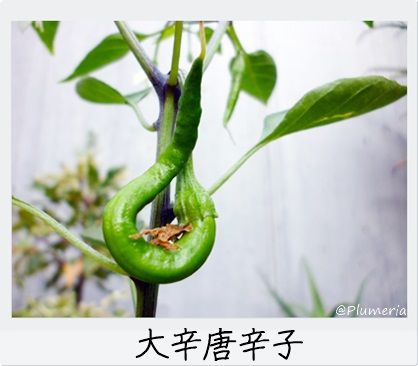 Âç¿ÉÅâ¿É»ÒÂè1¹æ Âç¿É¥È¥¦¥¬¥é¥·