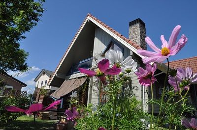 アピラとコスモス 400pic