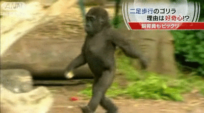 gorilla_Australia