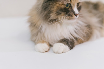 cat9302330_TP_V