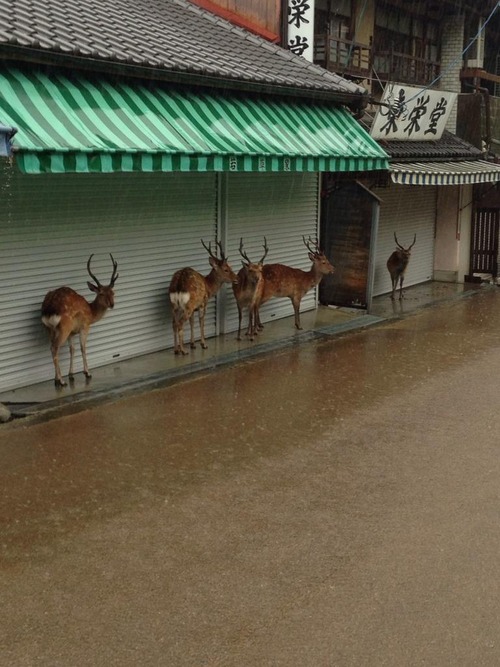 B 動物 奈良公園の鹿 道路占有に続いて店舗を雨宿り目的で占拠ｗｗｗ ぶる速 Vip