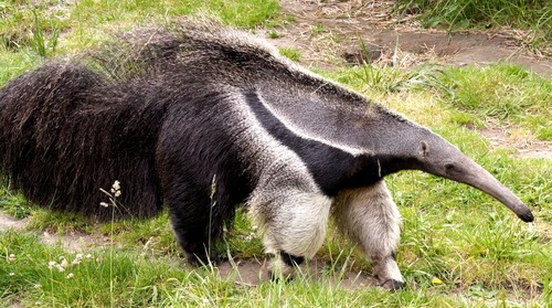 anteater